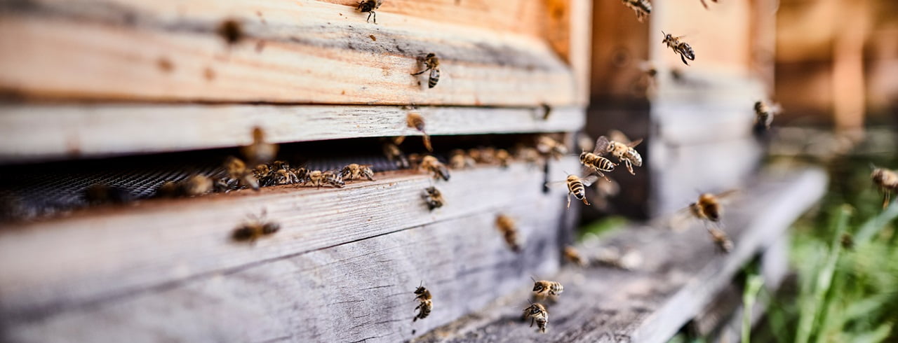Was tun bei Wespen- und Bienenstichen