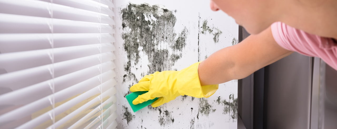 Banishing mould from the home