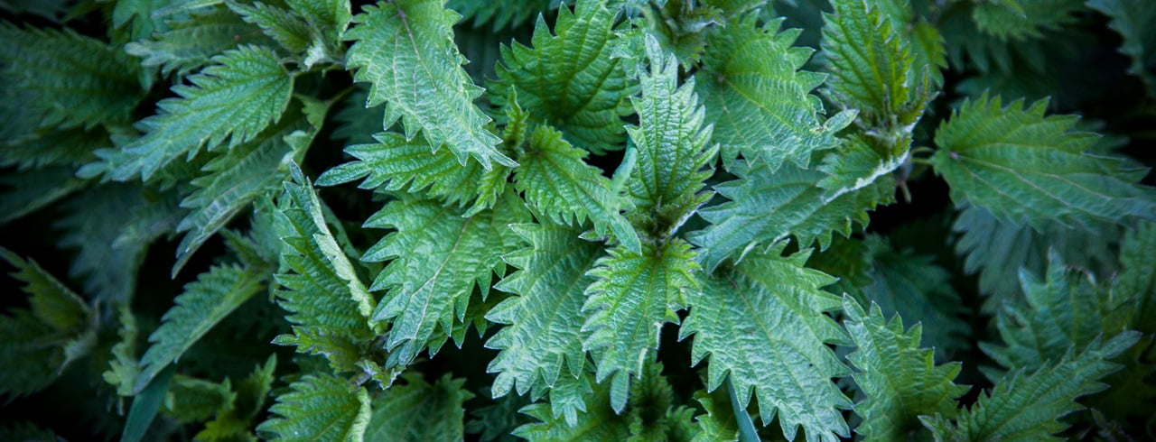 Stinging nettles – the local superfood