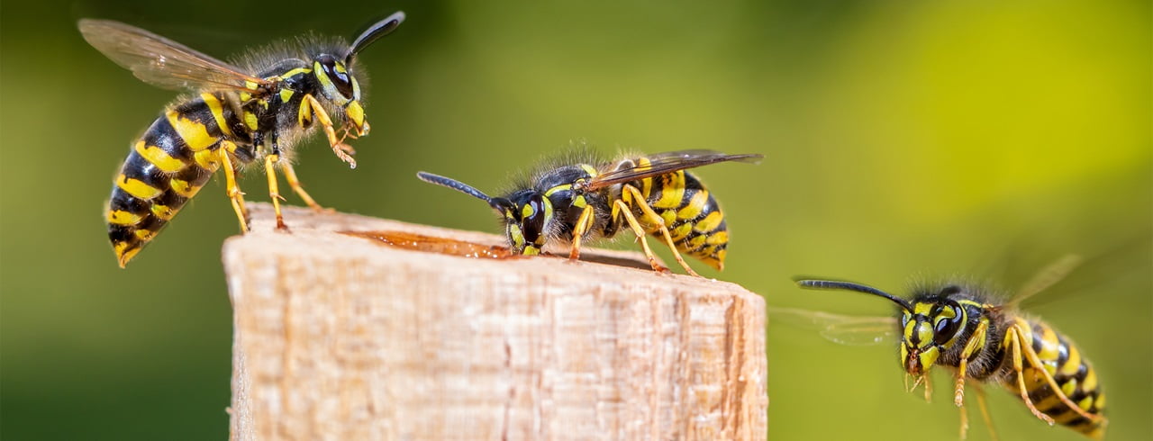 What to do when getting stung by a wasp or bee