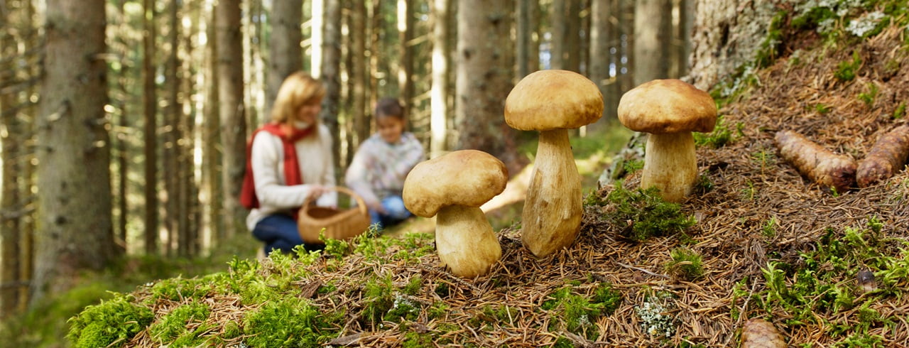 Siete pronti per la stagione dei funghi?